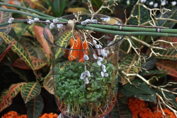 gärtnern von brunnenkresse als zimmerpflanze im glas