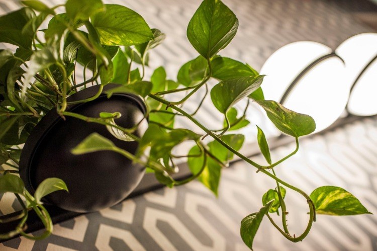 hängende pflanze in kombination mit vibia leuchten für ein naturverbundenes biophilic design