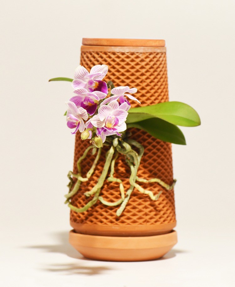 keramischer blumentopf mit blühender orchidee an der außenseite mit wurzeln