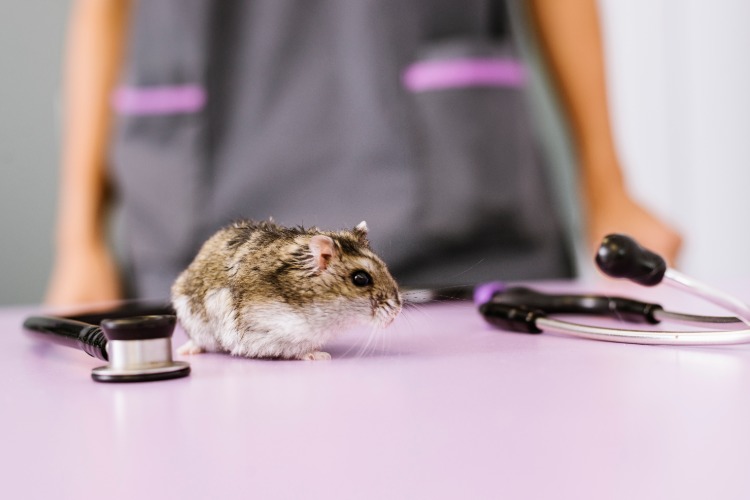 kleiner hamster im vordergrund beim tierarzt untersuchung