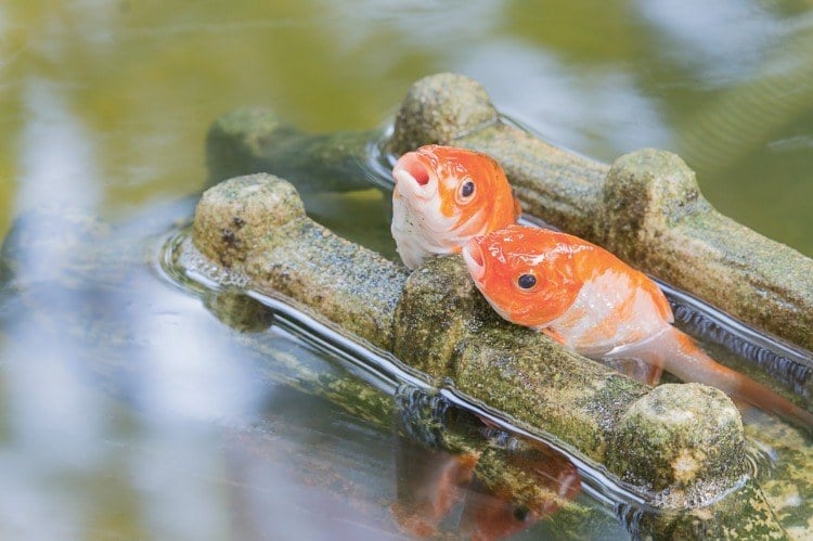koi und welche fische fressen mückenlarven im teich