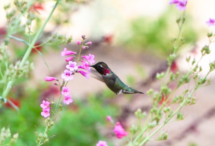 kolibri beim bestäubung von pflanzen auf natürliche weise