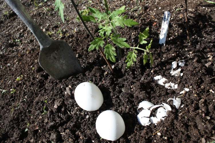 kompost und tomaten düngen asche eierschalen verwenden