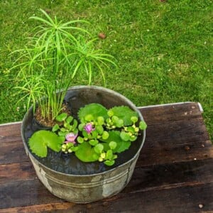 mini garten im wasser aus seerosen dünger selber machen und andere pflanzensorten verwenden