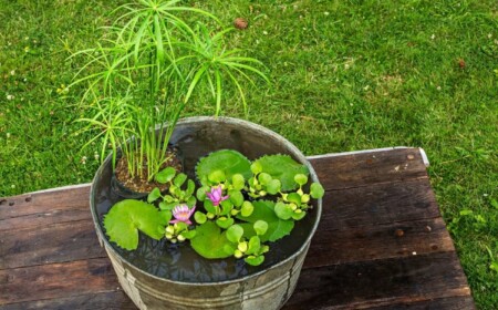 mini garten im wasser aus seerosen dünger selber machen und andere pflanzensorten verwenden