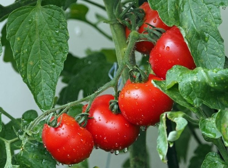 reife tomatenpflanze mit grünem laub und frisch aussehenden früchten
