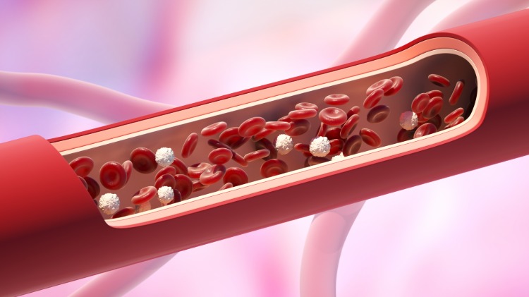 rote und weiße blutkörperchen sowie leukozyte fließen im blutgefäß