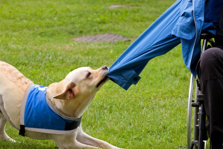 studie über treue hunde und menschen loyaliät prüfen