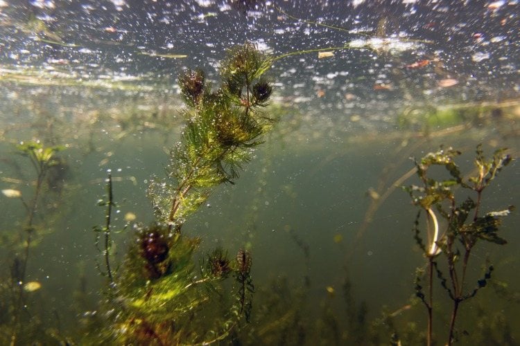 unterwasser teichpflanzen unter der wasseroberfläche wachsen