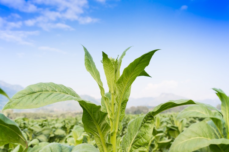 verwendung von tabakpflanze für qualitative tabakerzeugnisse wie zigarren