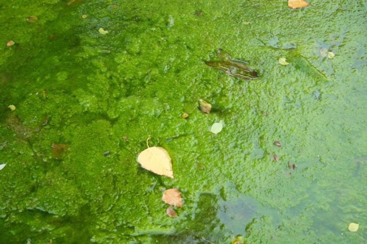 übermäßige algenblüten im teich durch gestörtes ökosystem aufgrund falscher düngung