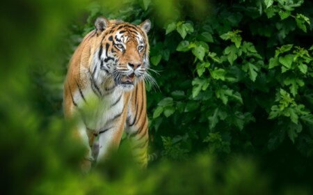 Es gibt immer noch nur etwa 3900 Tiger in freier Wildbahn