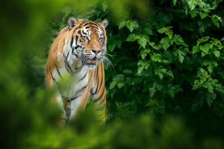 Es gibt immer noch nur etwa 3900 Tiger in freier Wildbahn