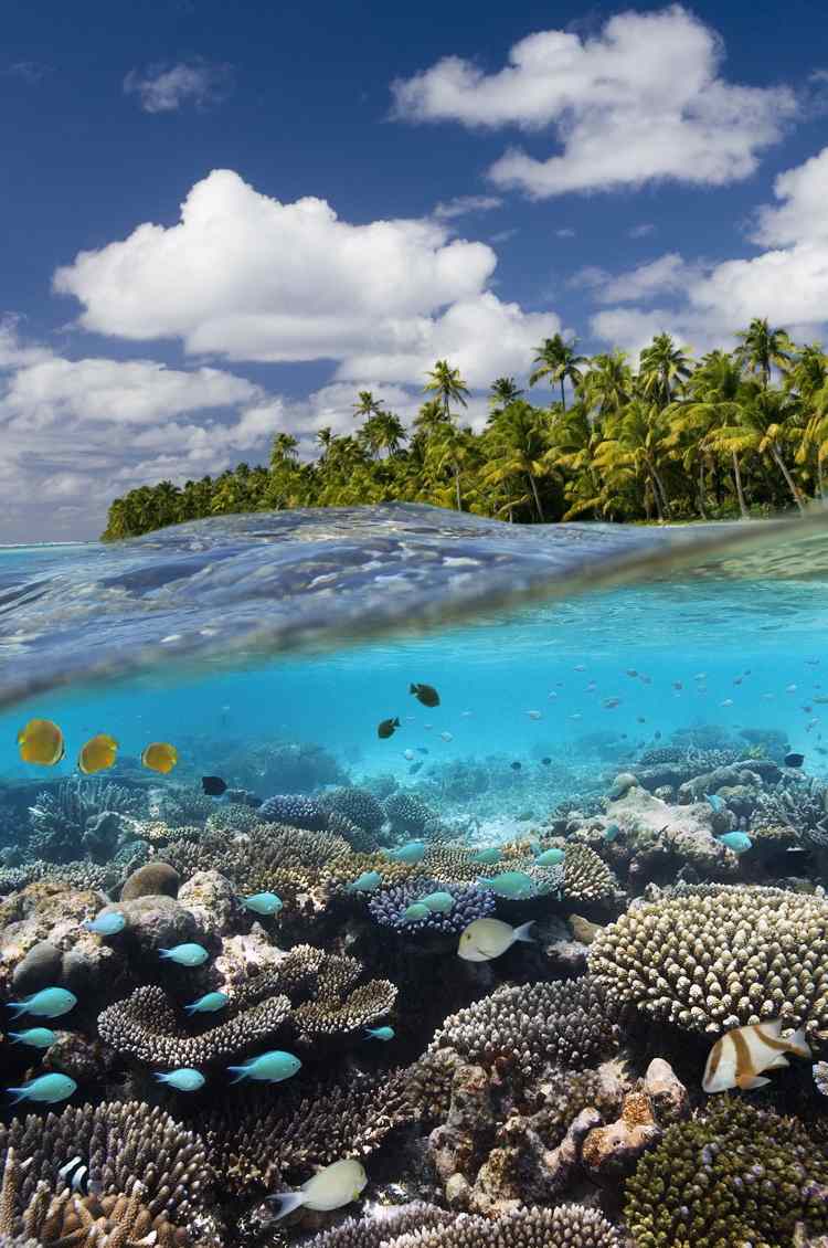 Korallenriffe gibt es in 58 Ländern weltweit