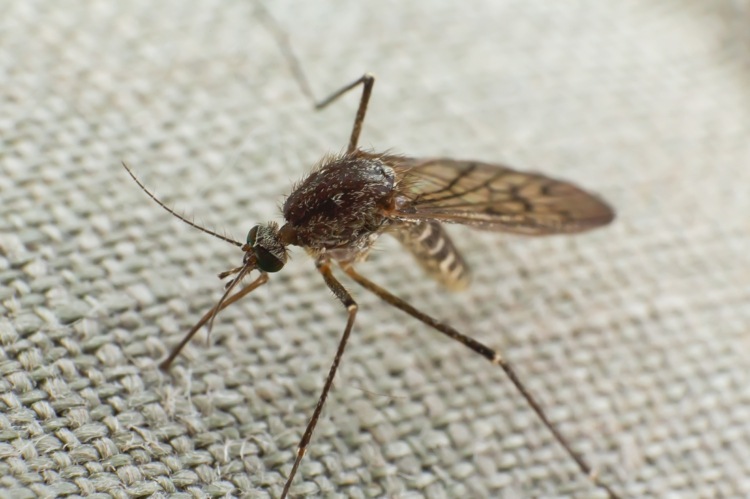 Mückenstiche behandeln mit ätherischen Ölen als Hausmittel bei Kindern und Erwachsenen