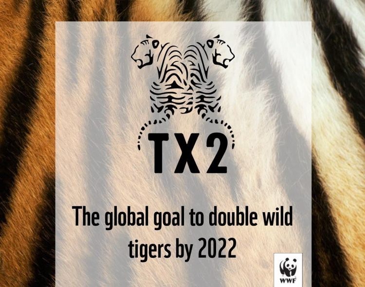 Tx2-Initiative von WWF mit dem Ziel, die Tigerpopulation zu verdoppeln