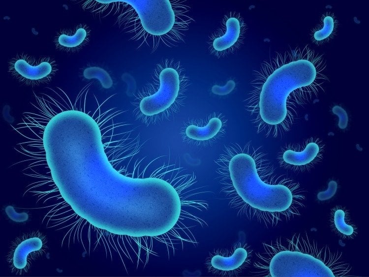 darmbakterien erforschen mikrobiom e coli nissle stamm 1917
