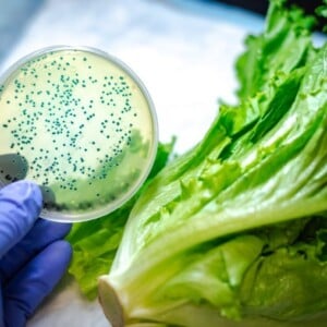 e coli bakterien in salat untersuchen im labor von forschern darmmikrobiom