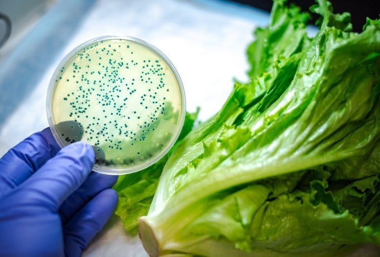 e coli bakterien in salat untersuchen im labor von forschern darmmikrobiom