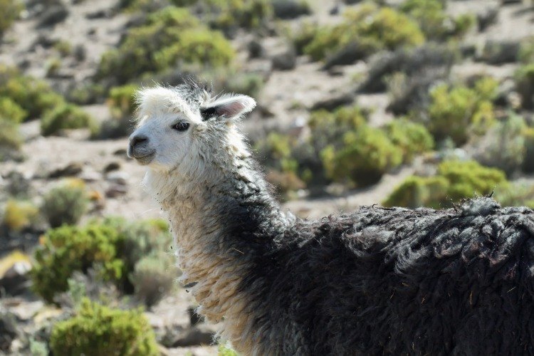 immunoglobuline aus lama neutralisieren covid-19