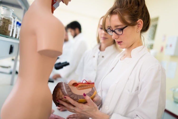 medizinstudenten untersuchen die anatomie des herzens im unterricht