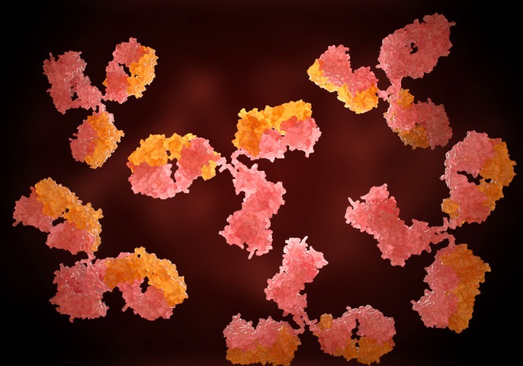 menschliche antikörper für spezifische immunantwort bei infektion durch coronavirus