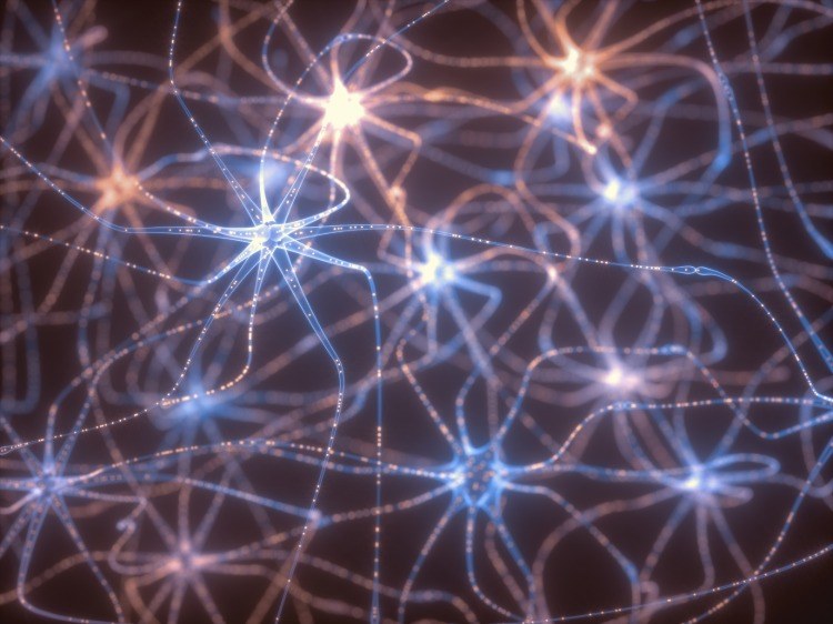 nervenzellen und neuronen synapse nervenplastik oxytocin wirkung