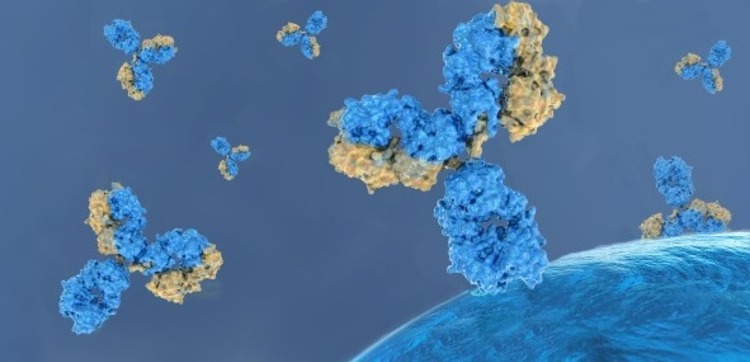studie coronavirus therapie mit antikörpern kombination entwickeln forschung