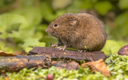 wühlmäuse durch pflanzen vertreiben
