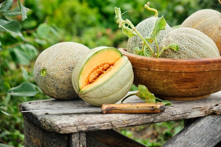 Überbackene Melone mit Reis und Schmand für leichte Gerichte an heißen Tagen