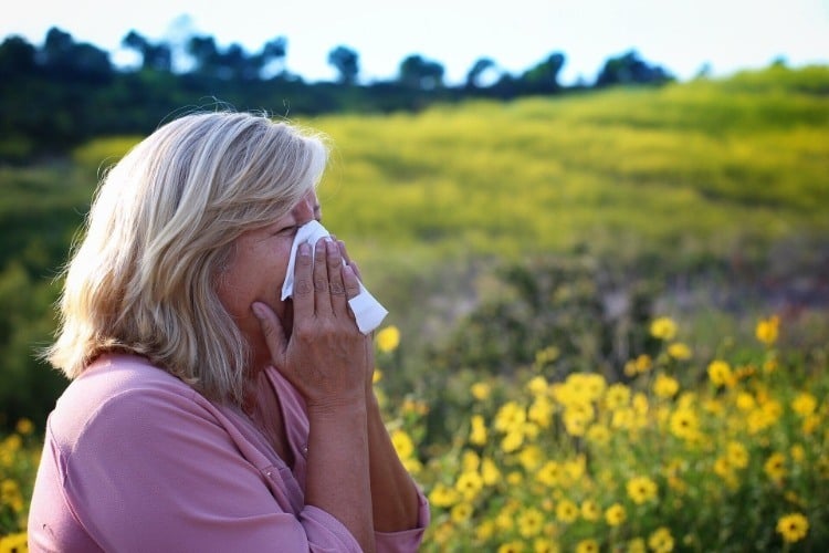ältere frau nies aufgrund allergie und zelluläre immunantwort im frühling