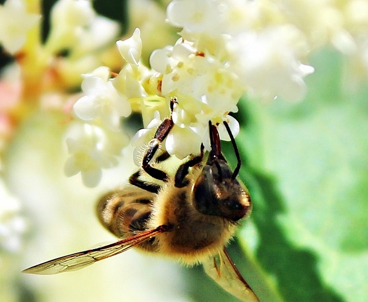 Bienensterben 2020 ist Luftverschmutzung daran schuld