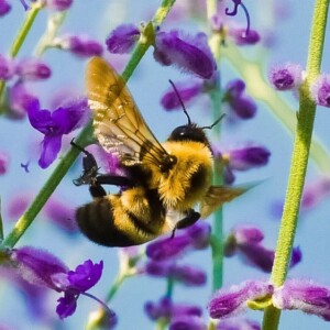 Bienensterben 2020 neue Studie aus Indien verbindet Insektensterben und Luftverschmutzung