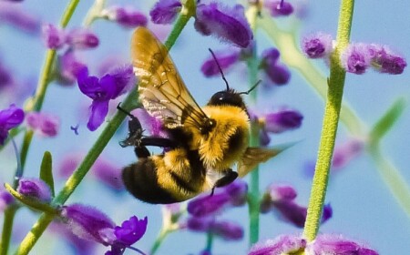 Bienensterben 2020 neue Studie aus Indien verbindet Insektensterben und Luftverschmutzung