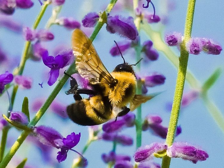 Bienensterben 2020 neue Studie aus Indien verbindet Insektensterben und Luftverschmutzung