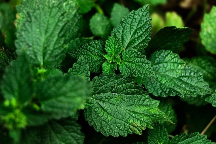 Nettle tea cure cystitis and prevent urinary tract diseases
