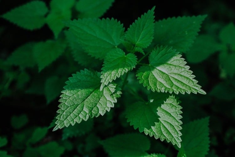 Nettle tea itself has an overview of its effect and dosage and application