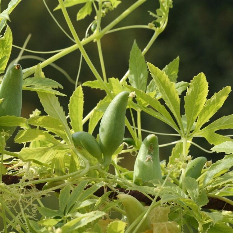 Inka Gurke Pflanze mit Blättern und Früchten