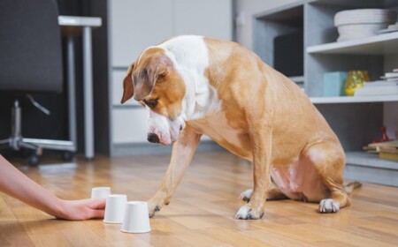 Intelligenzspiele für Hunde Ideen Spielzeug für Haustiere selber basteln