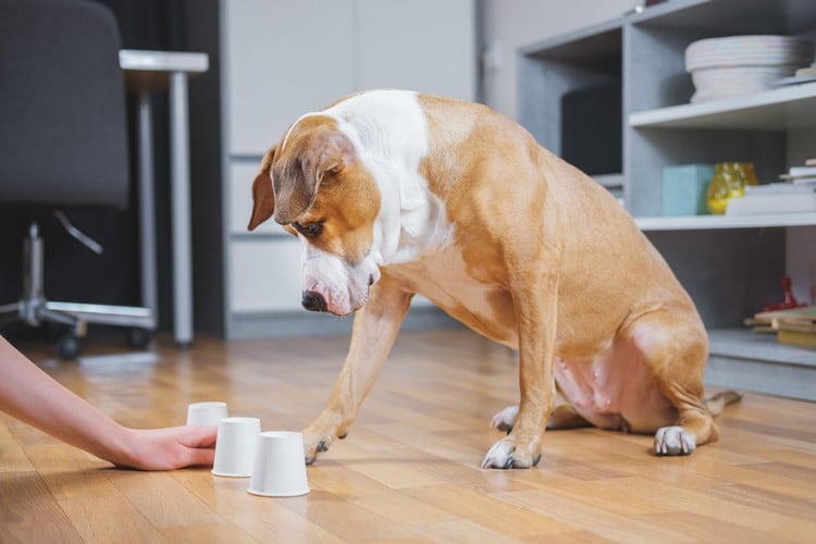 Intelligenzspiele für Hunde Ideen Spielzeug für Haustiere selber basteln