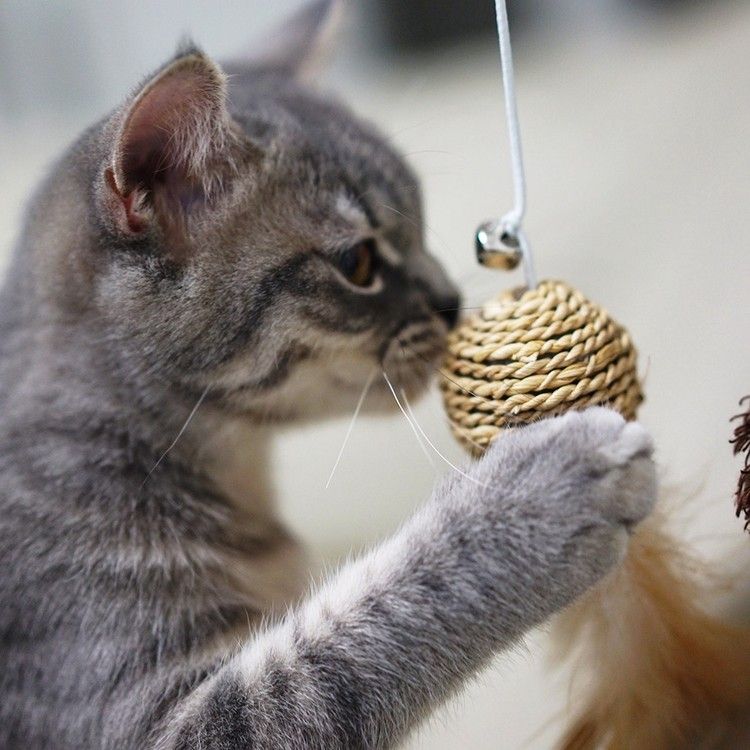 Katze beschäftigen Tipps Katzenspielzeug selber basteln Spielzeug für Haustiere