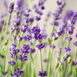 Lavendel gegen Alzheimer