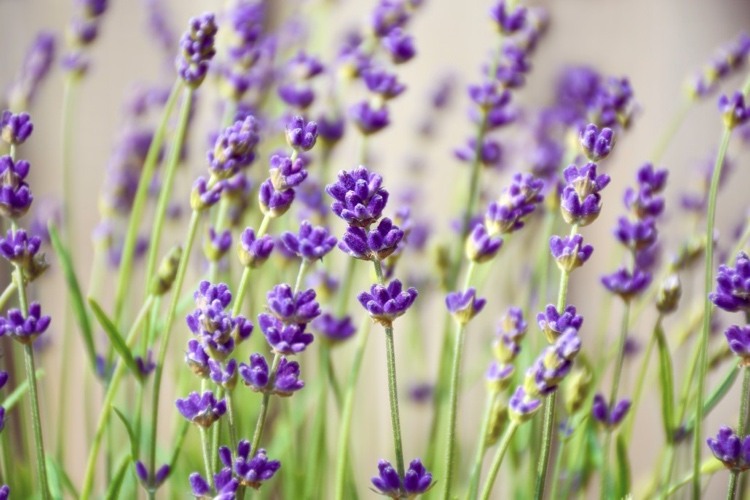 Lavendel gegen Alzheimer