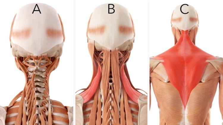 Neck tension musculature illustrations and training programs