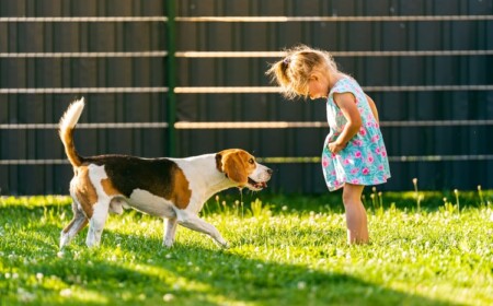 Sichtschutzzaun kaufen Sichtschutz Garten Baurecht