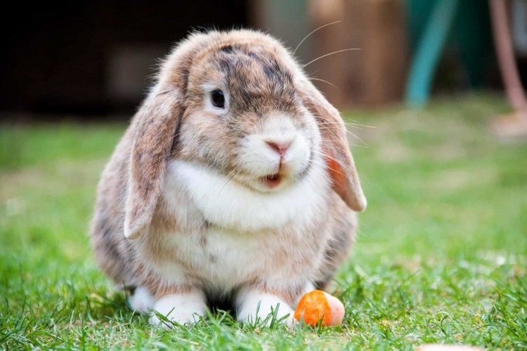 Spiele mit Kaninchen Ideen Spielzeug für Haustiere selber basteln
