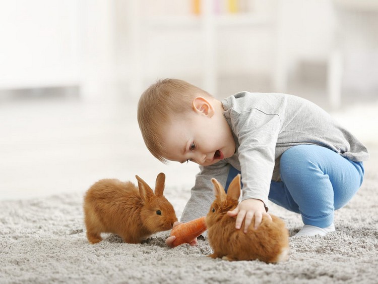 Pet toys Games with rabbits for the home