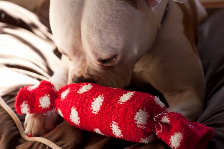 Spielzeug für Haustiere selber basteln Hundespielzeug aus alten Socken