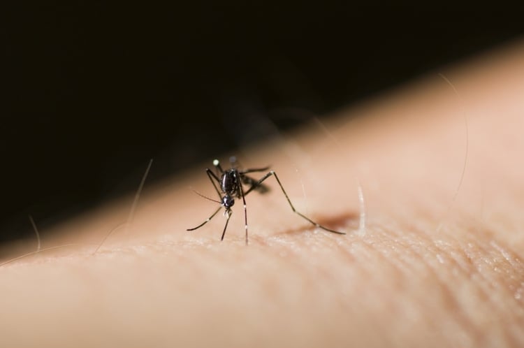 Virale Meningitis in Spanien aufgrund von Mückenstichen