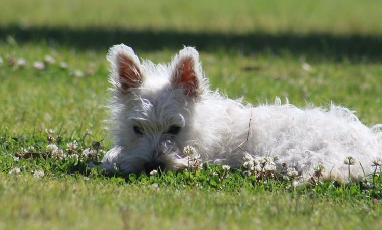 Weißklee verträgt Hundeurin - so können sie gelbe flecken vorbeugen